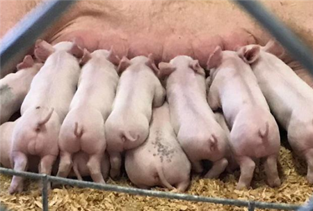 2021年09月10日全国各省市10公斤仔猪价格行情报价，仔猪20元/斤？农民也不敢养？