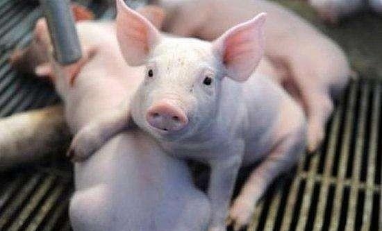 2021年09月10日全国各省市15公斤仔猪价格行情报价，价格再创新跌，土杂猪跌至15元/公斤！