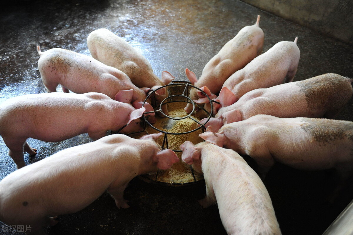 想要养出健康的猪，不仅要好饲料，好的消化系统也必不可少