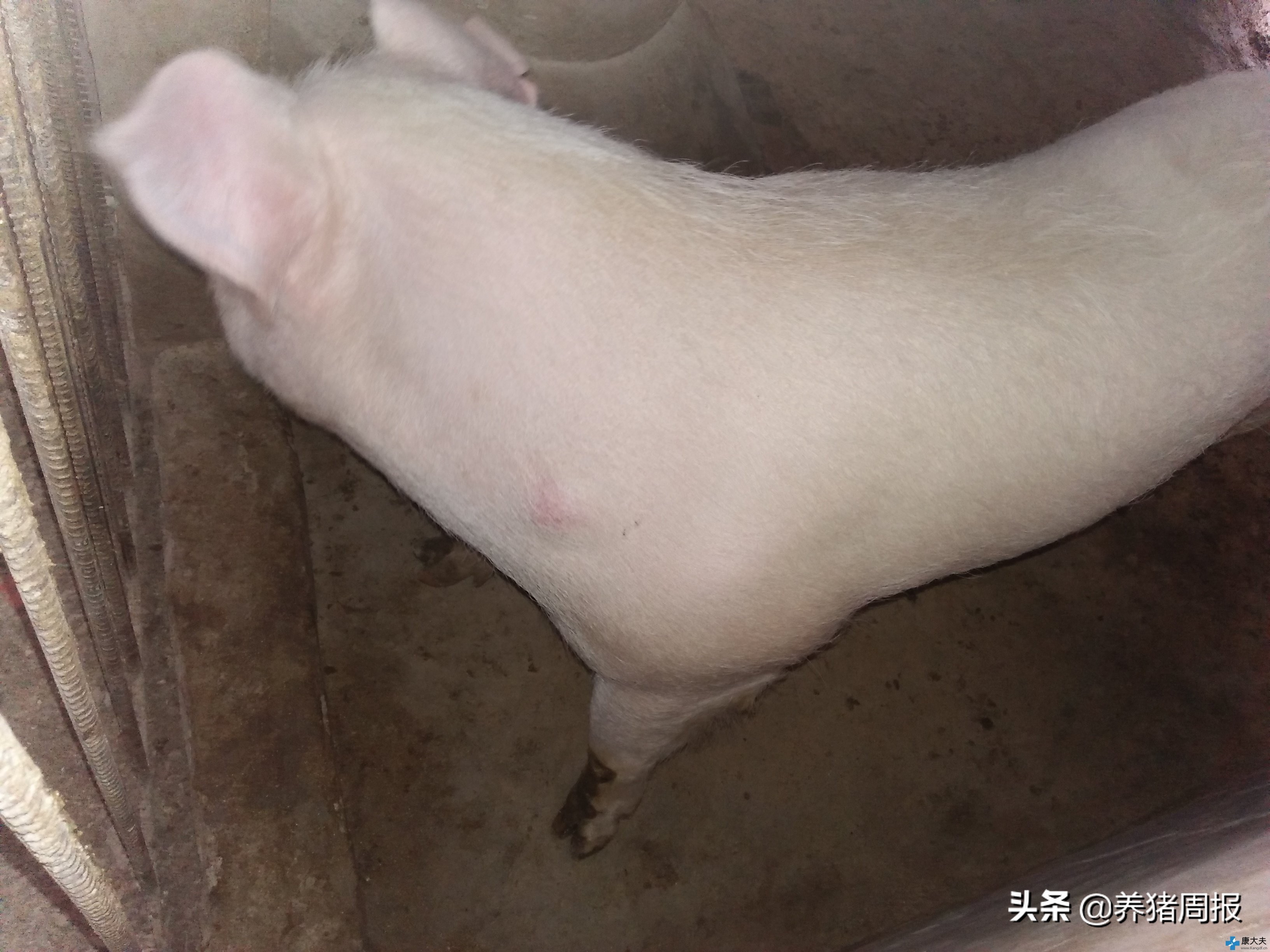 养猪周报：猪脓包形成原因及处理方法