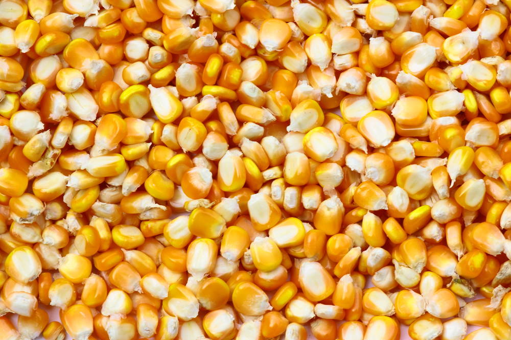 锦州口岸自2015年以来首次恢复玉米进口,7万吨进口玉米安全入储