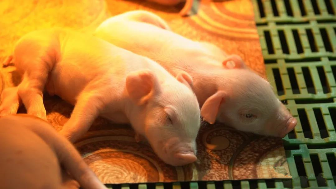2021年09月11日全国各省市20公斤仔猪价格行情报价，仔猪供过于求，仔猪已成烂市！
