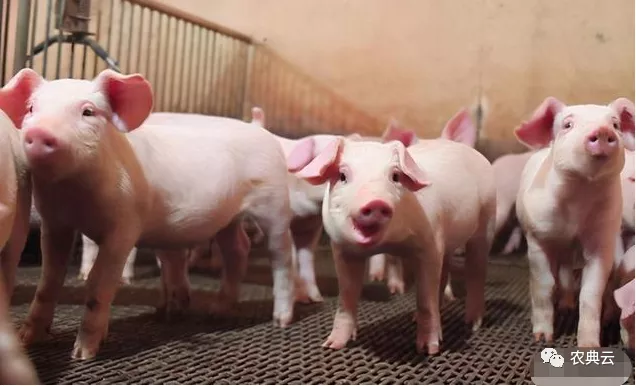 为什么美国是世界养猪大国，看看人家的猪粪处理，也许你就知道了