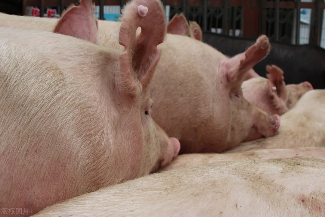 农村养殖养猪技术，猪常见病猪丹毒的防治方法