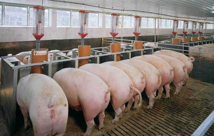 好消息！北京印发了猪场“先打后补”工作方案，湖北将临时收储6万头！