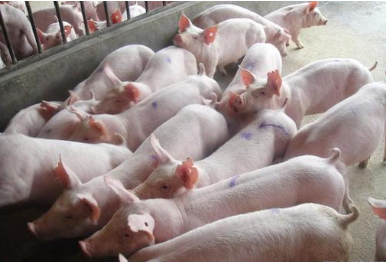 广东：2025年实现出栏生猪3300万头以上，猪肉自给率稳定在70% 