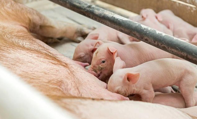 流产！死胎！最近这个病对母猪场的影响越来越明显！