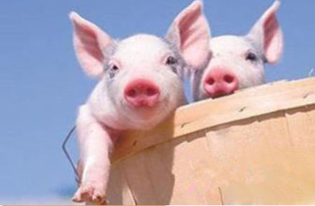 2021年09月13日全国各省市10公斤仔猪价格行情报价,200一头仔猪，为何白送也没人要？