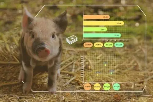 猪场健康管理——数字化技术在养猪场的应用！
