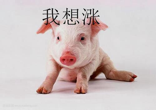 发改委：养猪已连亏17周，预计猪价存在暂时止跌可能