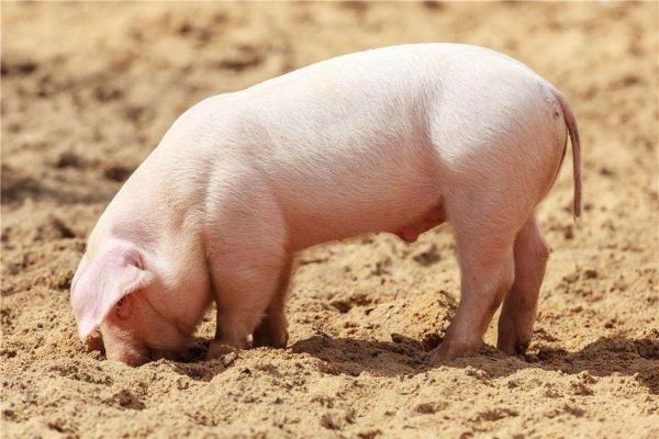 猪肉价格屡创新低！生猪存栏量恢复至100%，猪价的底部在哪里？