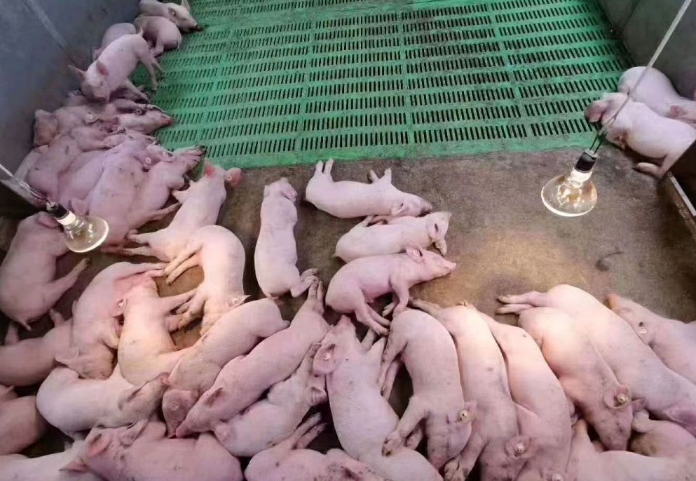 紧急！猪场出现率竟然高达100%！猪咳嗽、喘气、急性死亡？