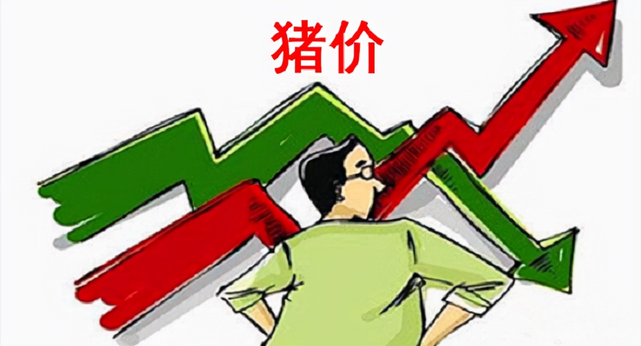9月15日生猪价格：猪价下跌终迎翻转！但这波上涨又能挺多久？