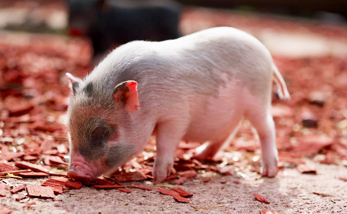 9月16日10公斤仔猪价格：金新农7亿投入养猪，仔猪快要涨价了？