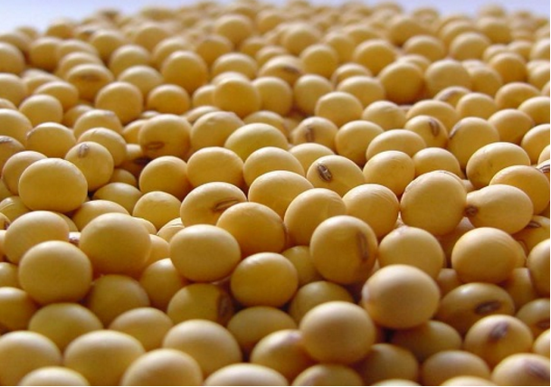 饲料养殖对豆粕的需求增加，豆粕涨至6个半月高位