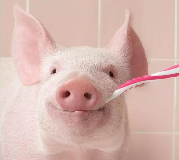 仔猪在断奶时消瘦甚至成为僵猪，管理人员要重视了解造成僵猪的三个原因