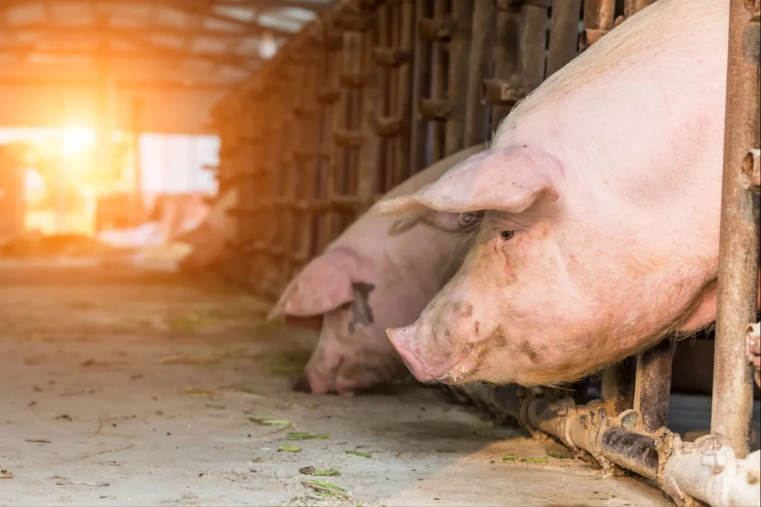 生猪产能完全恢复！数十家饲料大涨100元/吨！仔猪育肥亏损1166.64元/头！
