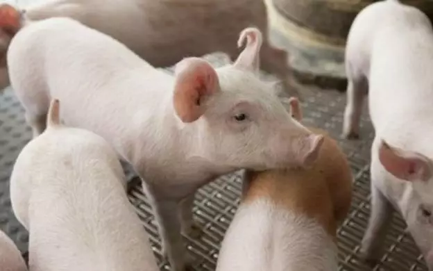 猪价行情低迷，如何稳定猪场生产管理才是重中之重！