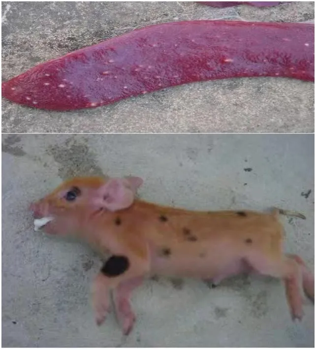 伪狂犬