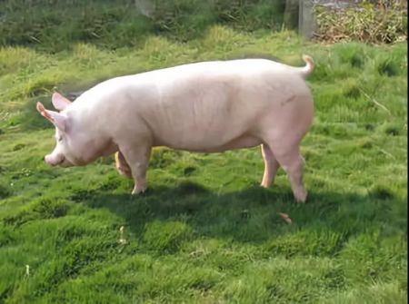 如何缓解“猪周期”：优选种猪，现代化养殖 