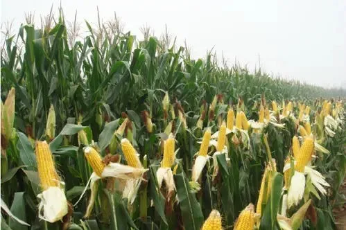 玉米涨价，饲料领域未受大的冲击，下游养殖企业成承压方