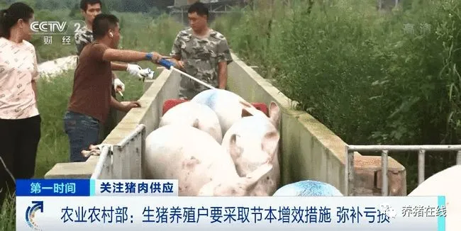卖猪