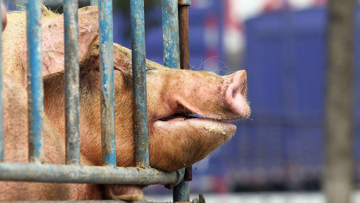 生猪产能释放，猪价跌至“地板线”，上涨周期将至？专家：没到底