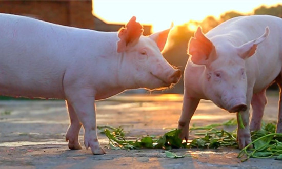 9月份第3周生猪和饲料集贸市场价格情况：仔猪平均价格30.27元/公斤