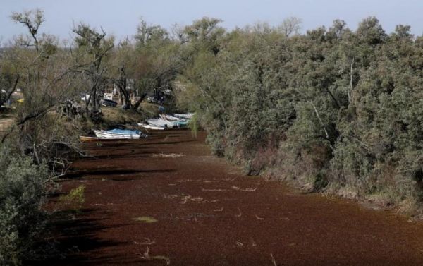 资料图片：2021年7月8日在阿根廷罗萨里奥拍摄的河岸的干涸湿地。（路透社网站）