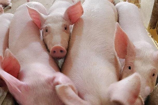四川省发布生猪猪肉市场价格调控预案 进一步加大政府冻猪肉收储力度
