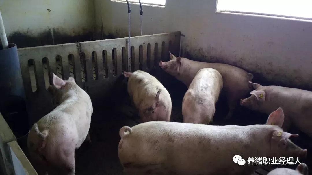 规模猪场如何选留合格的后备猪