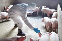 如何实施最佳的生物安全措施？成功的生物安全程序的关键要素是什么？