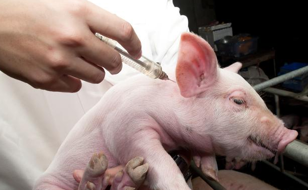哺乳期母猪可以打伪狂苗吗？打疫苗需要注意哪些事项？