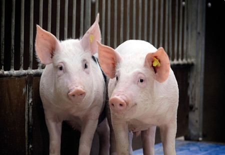 生猪快速育肥，除了温度、湿度和光照还需要哪些环境条件？