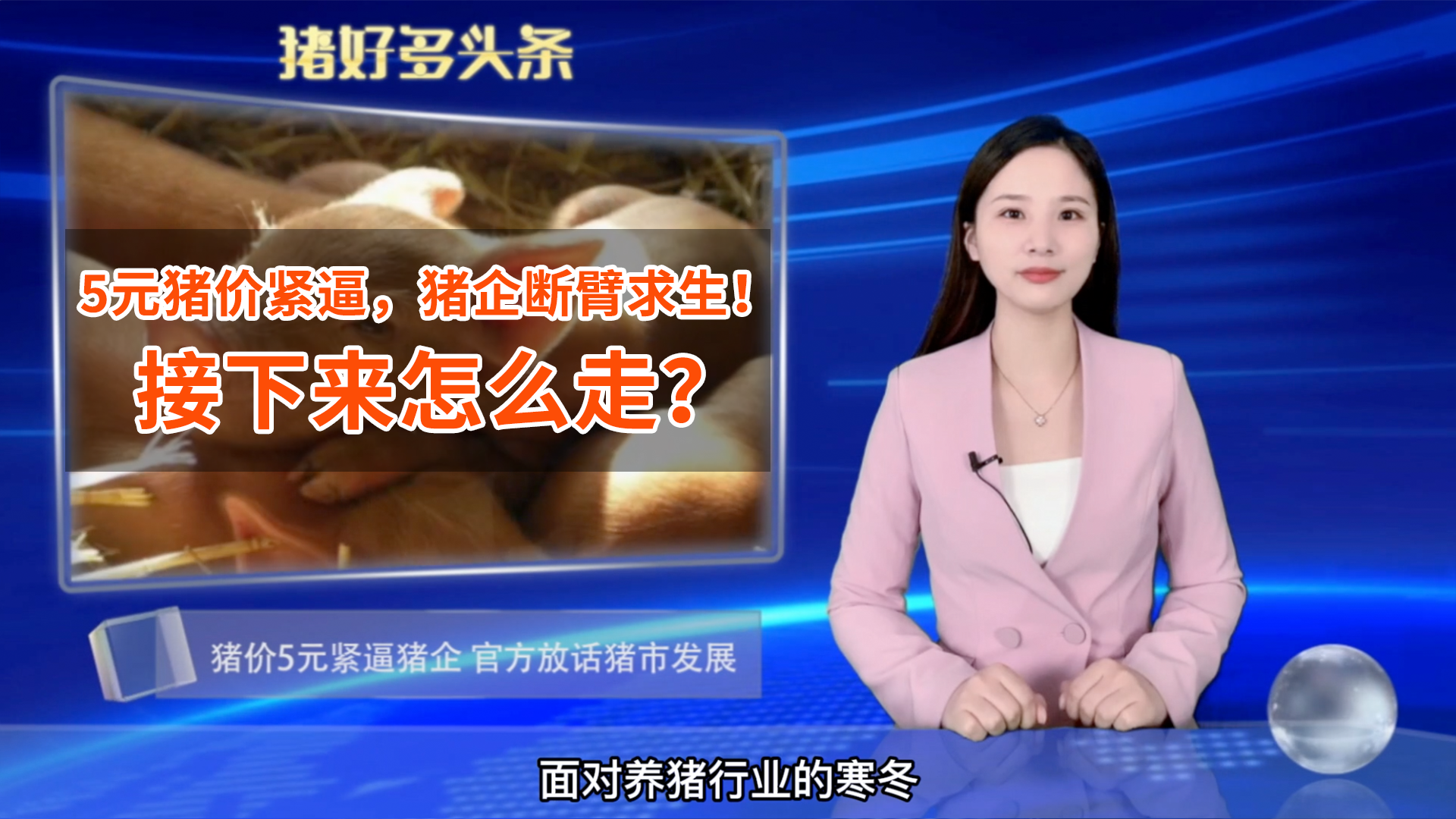 5元猪价紧逼，猪企“断臂求生”！四季度猪市如何？官方给出答案