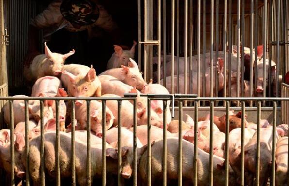 2021年09月25日全国各省市15公斤仔猪价格行情报价，多地仔猪价格已跌入百元以下，比去年同期下跌了70%