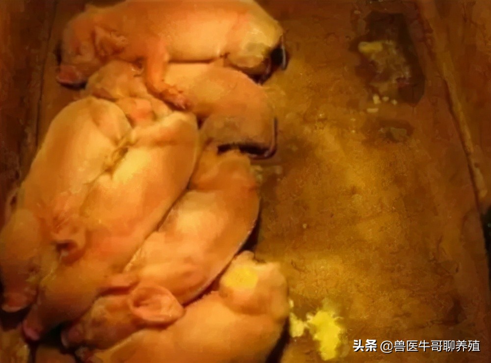 出生三天小猪拉稀是怎么回事 新生仔猪拉稀的治疗方法