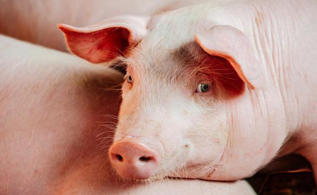 非洲猪瘟影响全球，看非洲猪瘟阴霾笼罩下的德国猪场