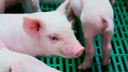 2021年09月27日全国各省市10公斤仔猪价格行情报价，曾经的“香饽饽”，现在一头100元都无人敢买
