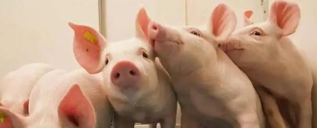 2021年09月27日全国各省市20公斤仔猪价格行情报价，养猪成为高风险行业？补栏需谨慎