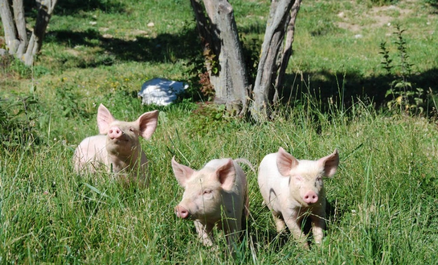土霉素对于猪的伤害比较小，在猪场用好土霉素可以更省钱！