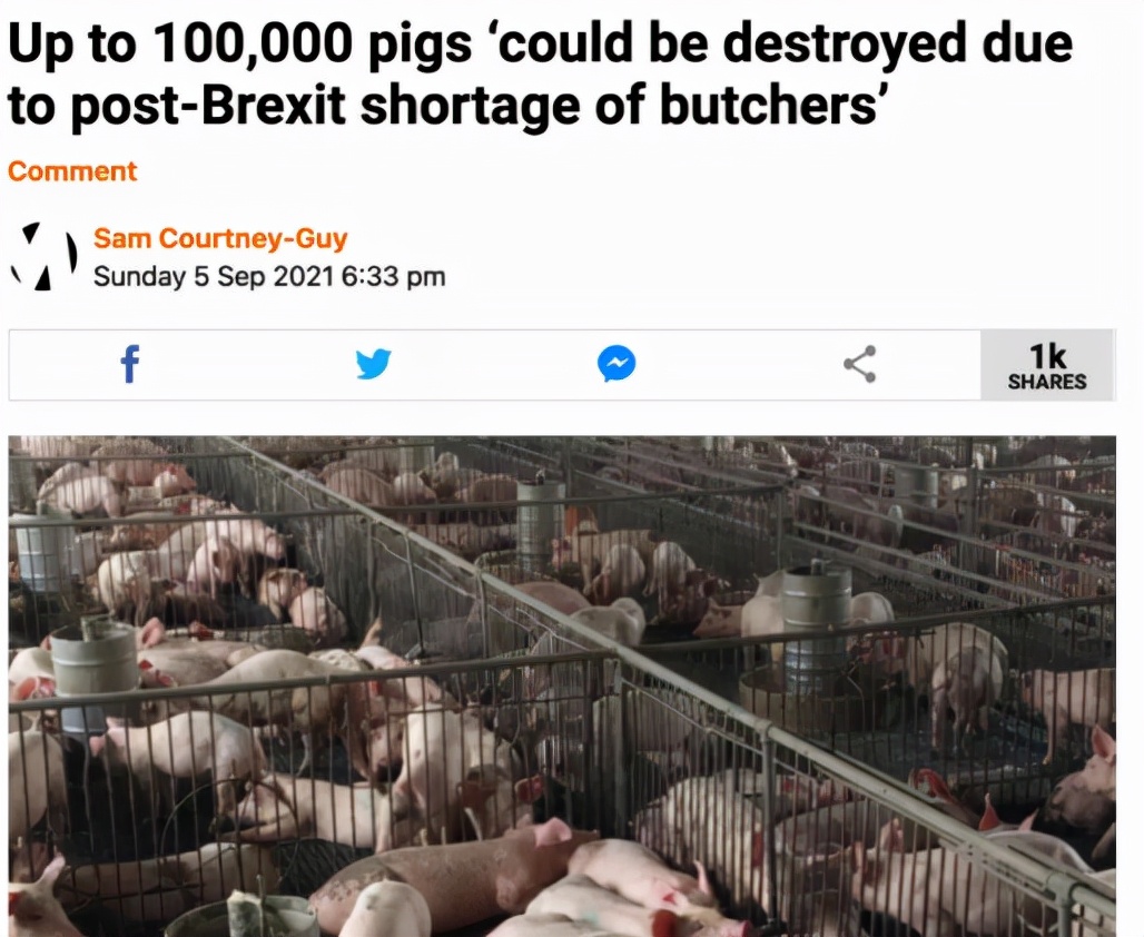 脱欧症状开始出现！英国烧死10万头猪，人们进入“饥馋”状态