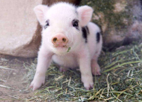 仔猪刚刚出生没有免疫系统，如何做好新生仔猪的保健管理很重要