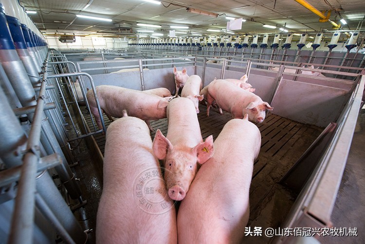 猪场生猪养殖技术的提高离不开哪些措施？