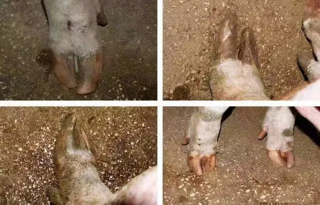 肢蹄