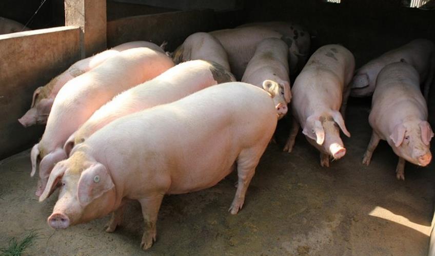 10月6日猪价：生猪“无人问”，猪肉“卖不动”，猪价还要更低？