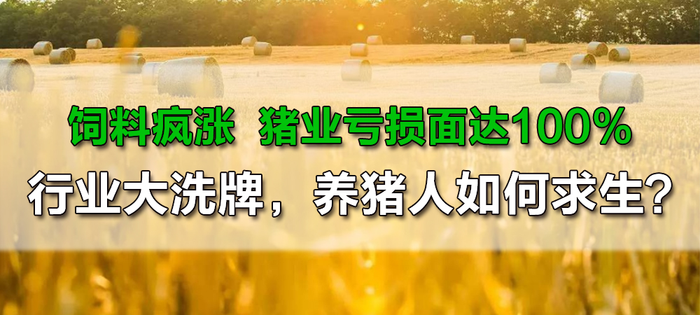 饲料疯涨，猪业亏损面达100%！行业大洗牌，养猪人如何求生？