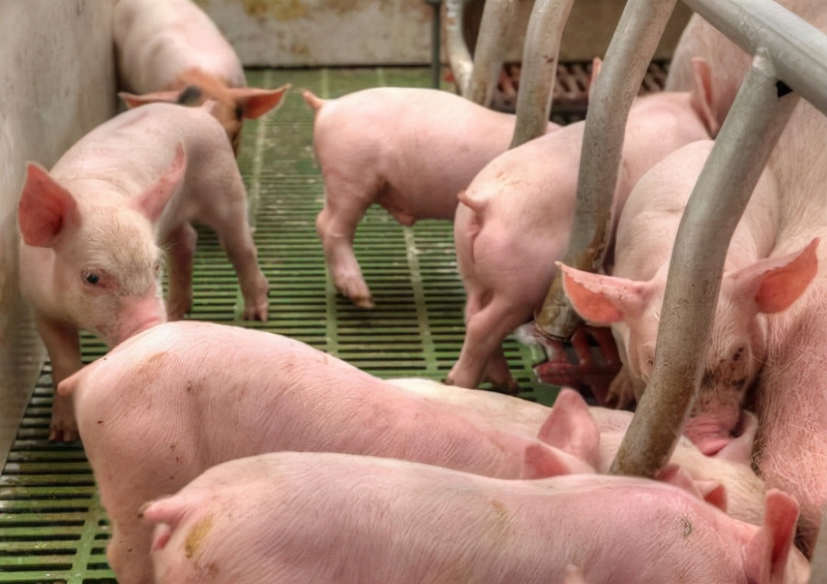 10月8日生猪价格：猪肉收储能否四两拨千斤，拯救10月猪价？