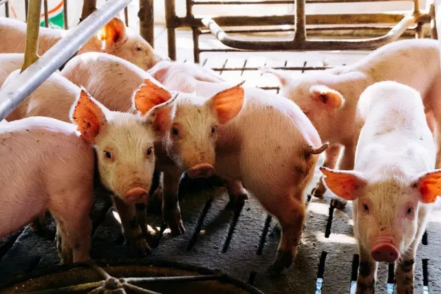 对于一再探底的猪价，为何农业农村部一直说上涨空间有限？