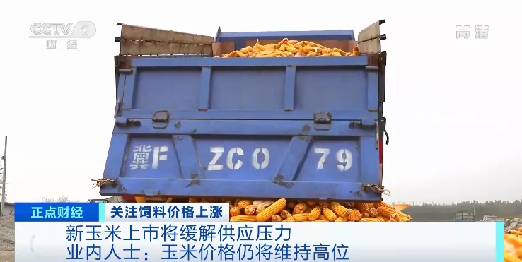 猪肉价格大跌！养一头猪亏500元？